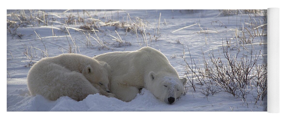 Feb0514 Yoga Mat featuring the photograph Polar Bear And Cub Near Hudson Bay by Flip Nicklin