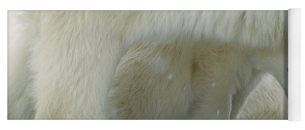 00195533 Yoga Mat featuring the photograph Polar Bear Cub Peeking by Konrad Wothe