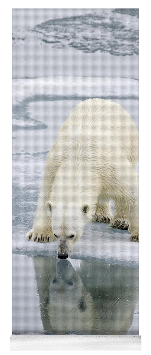 Flpa Yoga Mat featuring the photograph Polar Bear Drinking Spitzbergen Svalbard by Dickie Duckett