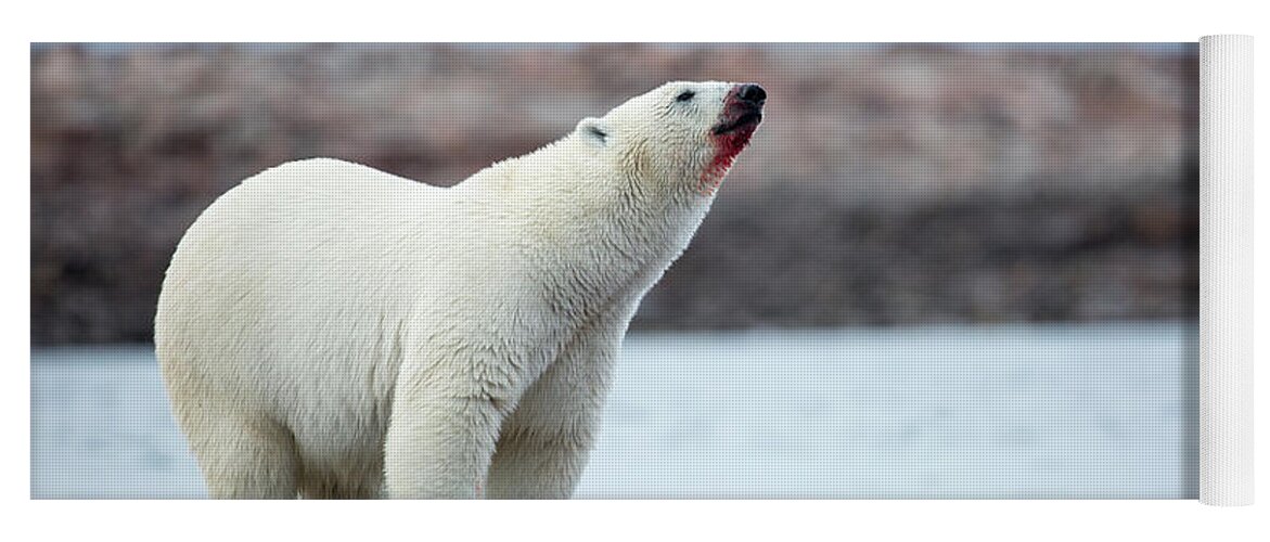 Aggression Yoga Mat featuring the photograph Polar Bears Feeding On Harbour Islands by WorldFoto