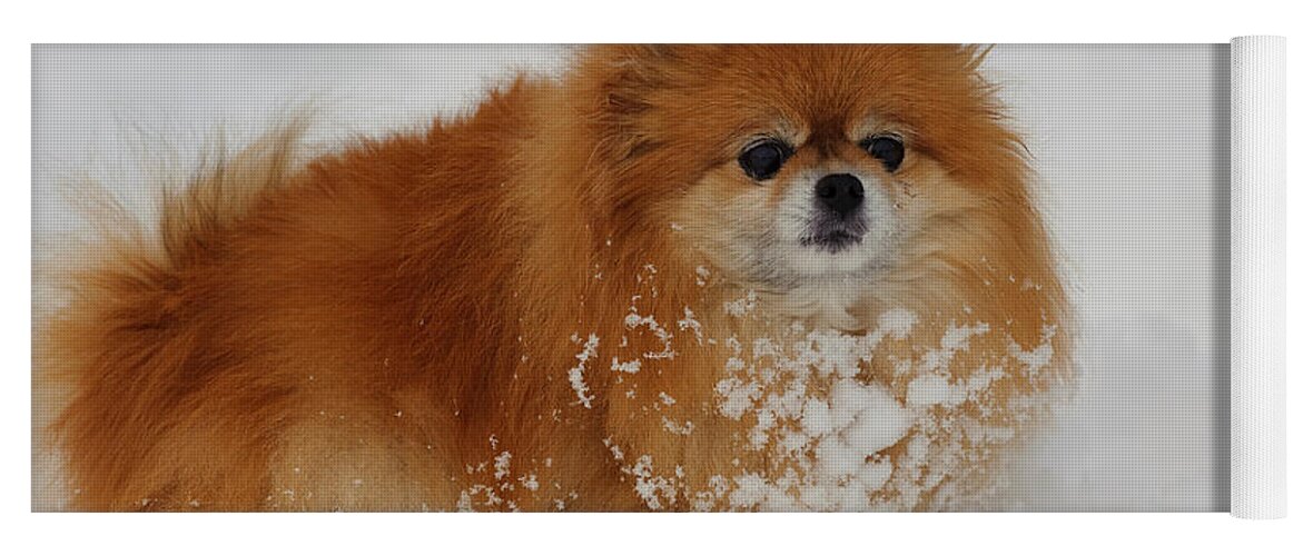 Pomeranian Yoga Mat featuring the photograph Pomeranian In Snow by John Shaw