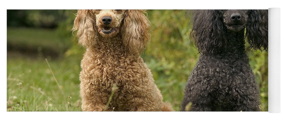 Poodle Yoga Mat featuring the photograph Poodle Dogs by Jean-Michel Labat