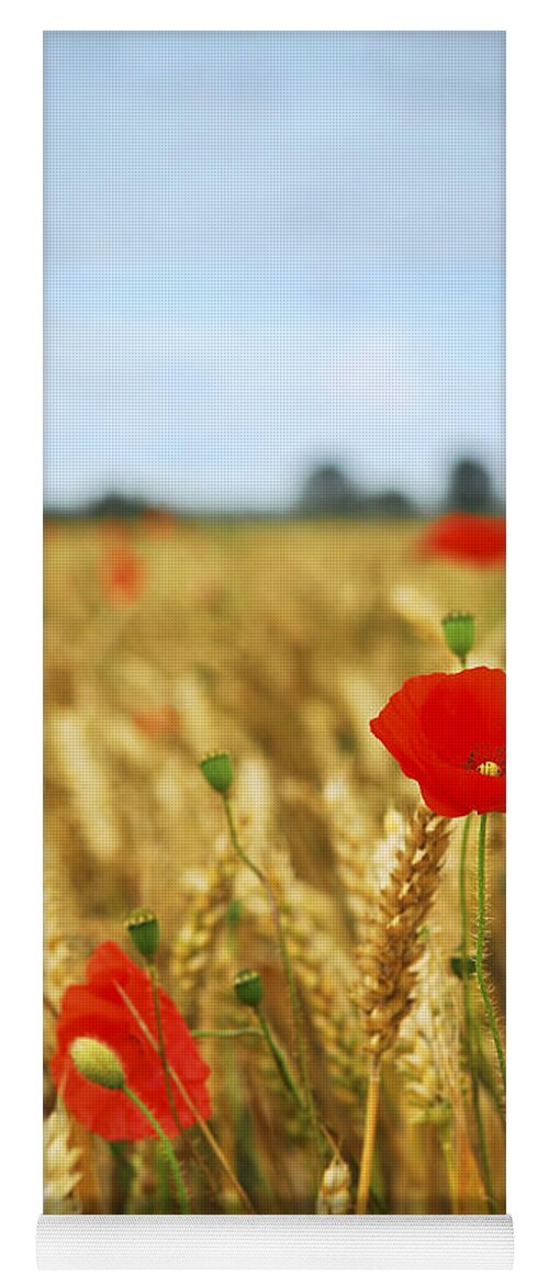 Poppy Yoga Mat featuring the photograph Red poppies in grain field by Elena Elisseeva