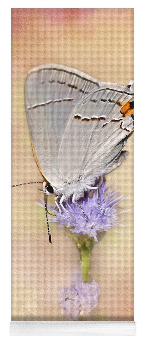 Gray Hairstreak Butterfly Yoga Mat featuring the photograph Portrait of a Gray Hairstreak by Betty LaRue