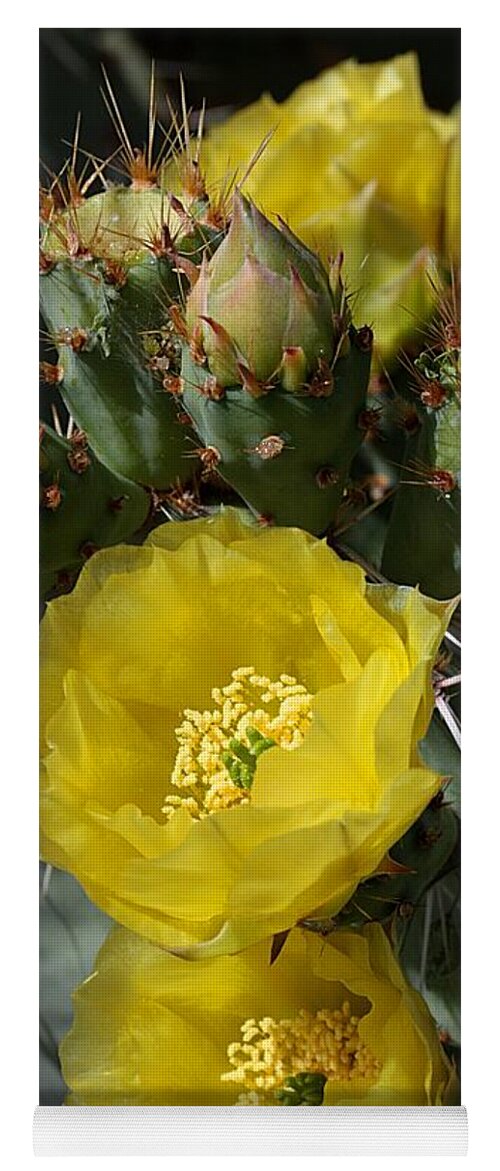 Prickly Pear Yoga Mat featuring the photograph Prickly Pear Blossoms and Buds by Joe Kozlowski