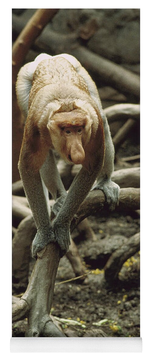 Feb0514 Yoga Mat featuring the photograph Proboscis Monkey Borneo by Gerry Ellis