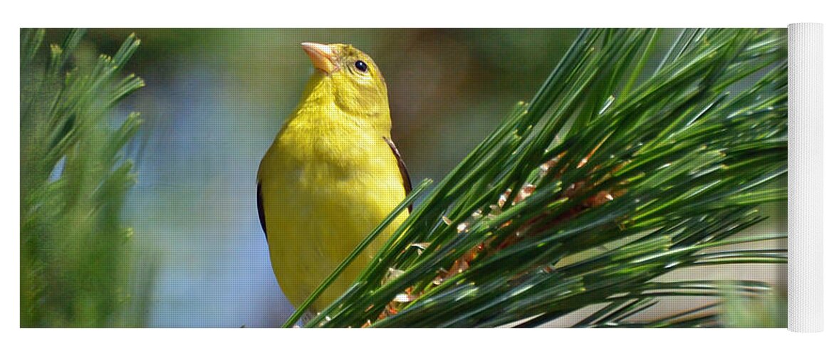American Goldfinch Yoga Mat featuring the photograph Profile In the Pines by Kerri Farley
