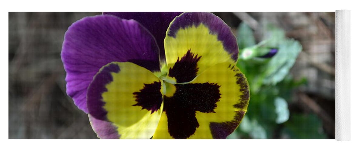 Pansy Yoga Mat featuring the photograph Purple and Yellow Pansy by Tara Potts