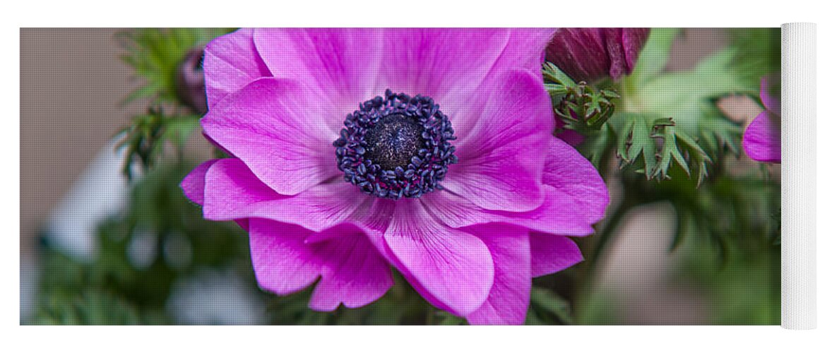 Flower Yoga Mat featuring the photograph Purple Anemone. Flowers of Holland by Jenny Rainbow