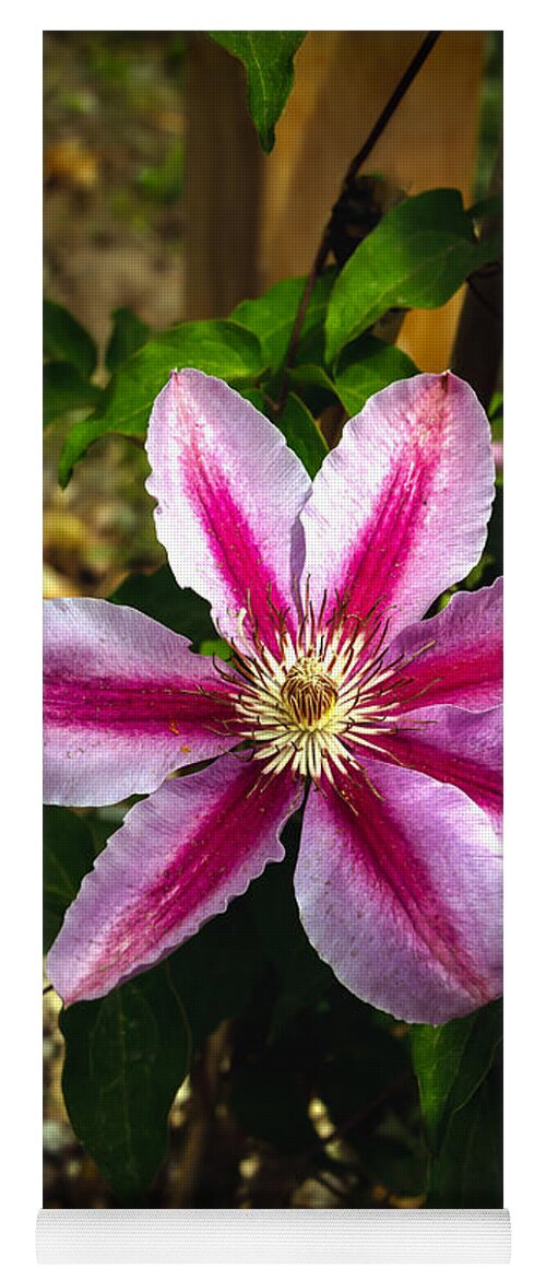 Clematis Yoga Mat featuring the photograph Purple Clematis by Robert Bales