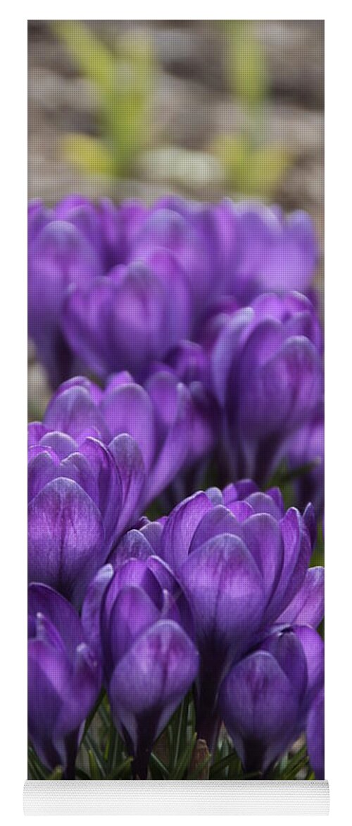 Springtime Yoga Mat featuring the photograph Purple crocus Flowers by Valerie Collins