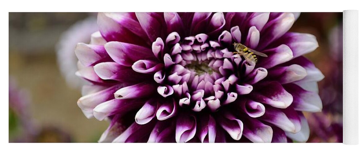 Beauty Yoga Mat featuring the photograph Purple Dahlia White Tips by Scott Lyons