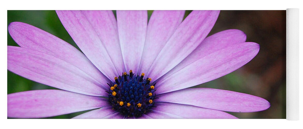 Flower Yoga Mat featuring the photograph Purple Daisy by Amy Fose