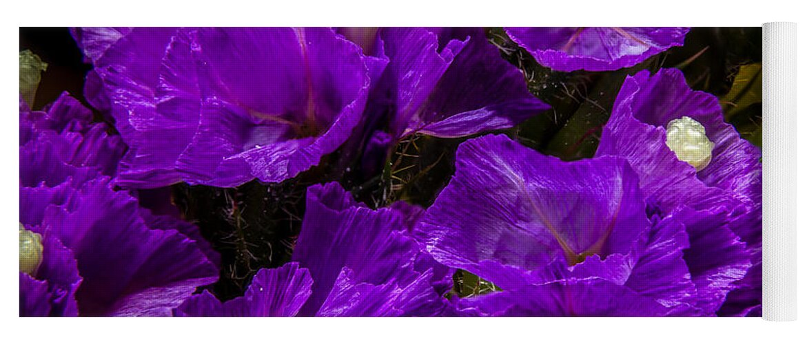 Flower Yoga Mat featuring the photograph Purple Statice by Ron Pate