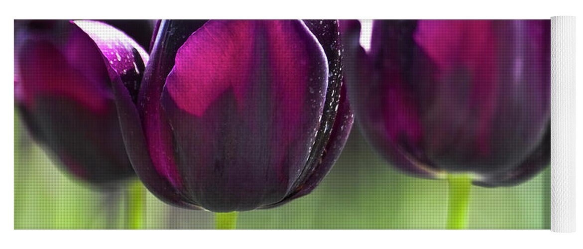Tulip Yoga Mat featuring the photograph Purple tulips by Heiko Koehrer-Wagner