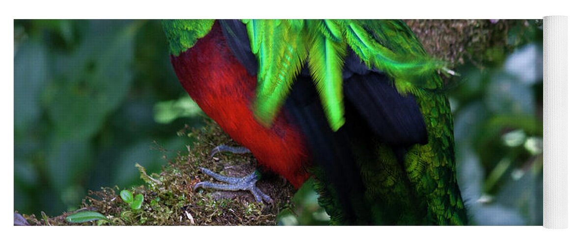 Bird Yoga Mat featuring the photograph Quetzal by Heiko Koehrer-Wagner