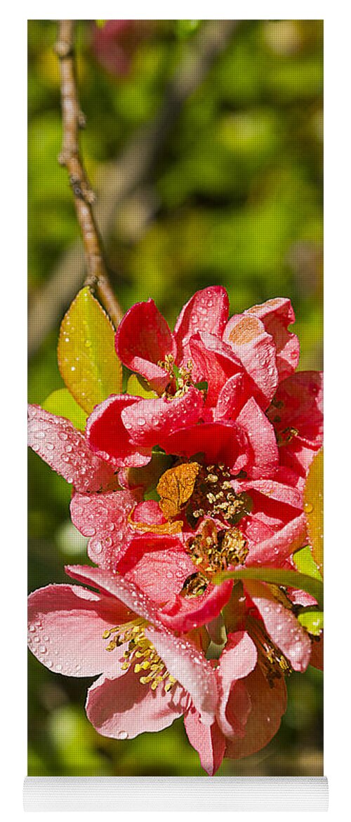 Quince Yoga Mat featuring the photograph Quince Flowers after shower of Rain by Brenda Kean