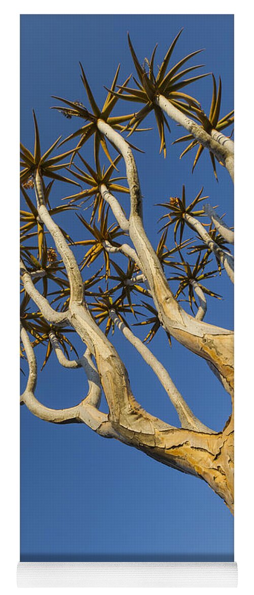 Vincent Grafhorst Yoga Mat featuring the photograph Quiver Tree Keetmanshoop Namibia by Vincent Grafhorst