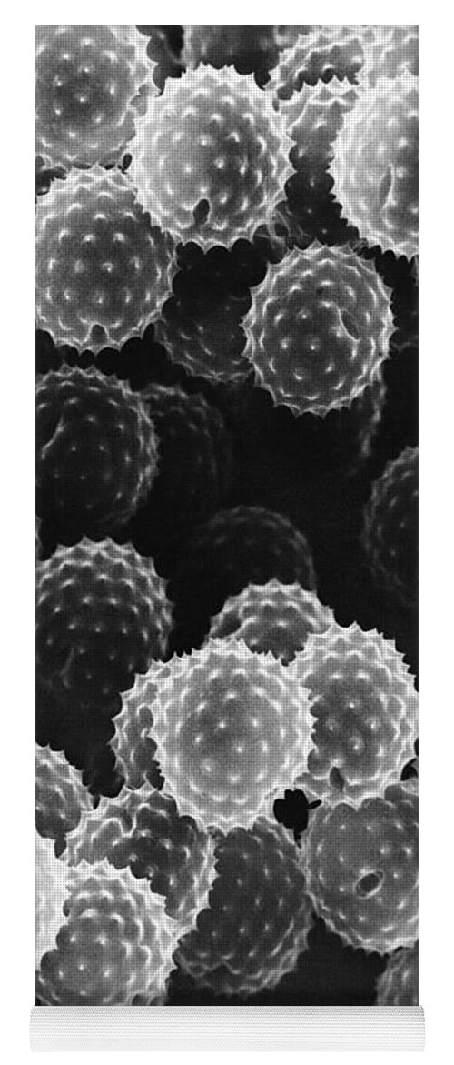 Science Yoga Mat featuring the photograph Ragweed Pollen Sem by David M. Phillips / The Population Council