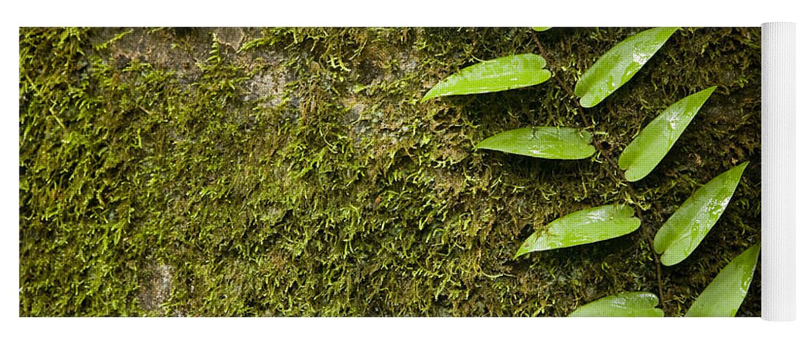 Feb0514 Yoga Mat featuring the photograph Rainforest Vine Climbing Sabah Borneo by Sebastian Kennerknecht