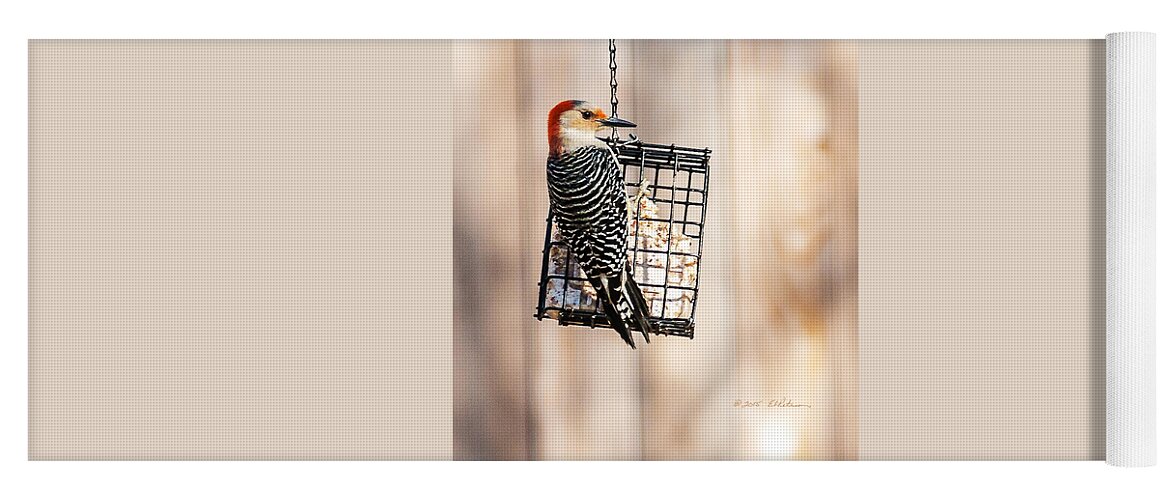 Winter Scene Yoga Mat featuring the photograph Reb-bellied Feeding by Ed Peterson
