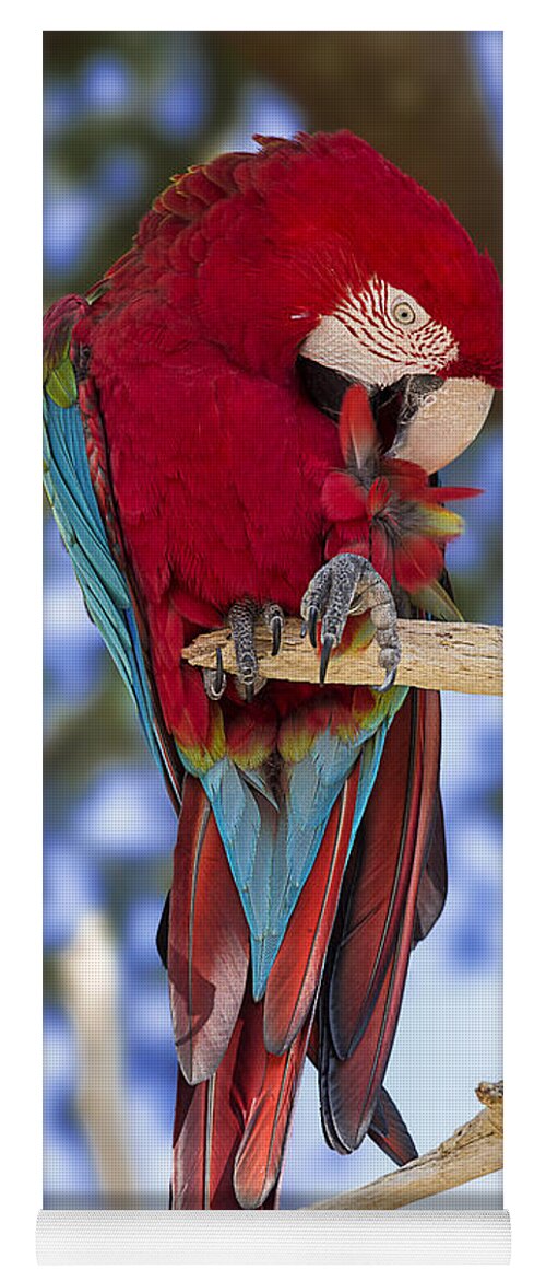 Bird Yoga Mat featuring the photograph Red and Green Macaw by Bill and Linda Tiepelman