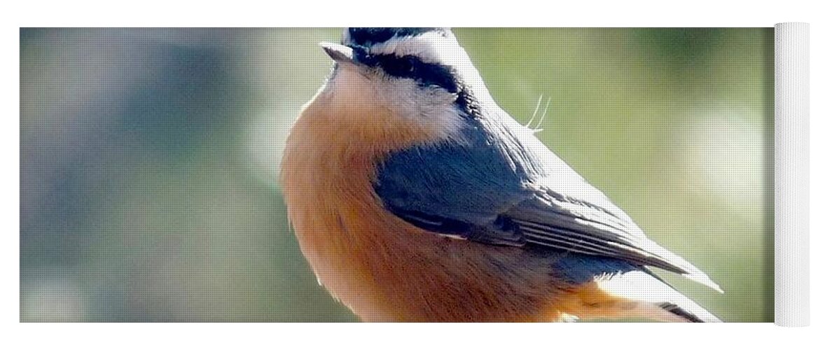 Colorado Yoga Mat featuring the photograph Red-breasted Nuthatch by Marilyn Burton