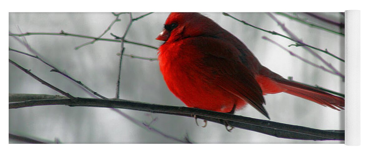 Cardinal Yoga Mat featuring the photograph Red Cardinal on Winter Branch by Karen Adams