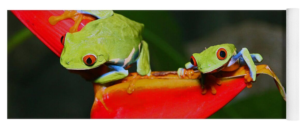Wildlife Yoga Mat featuring the photograph Red eyed tree frogs by Bob Hislop