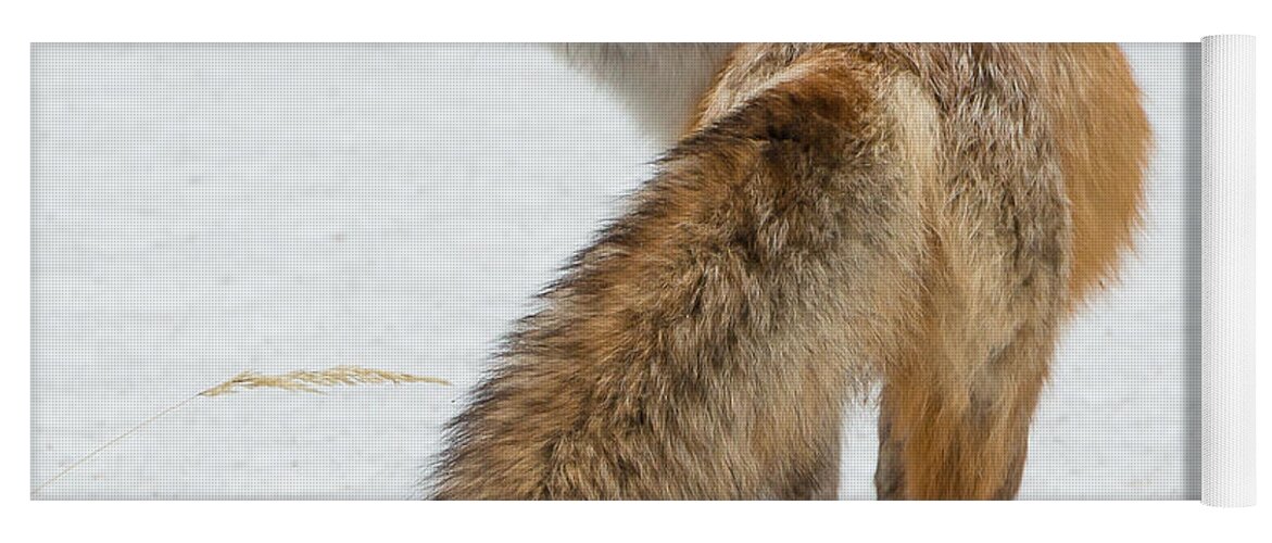 Red Fox Yoga Mat featuring the photograph Red Fox Of Silver Gate by Yeates Photography