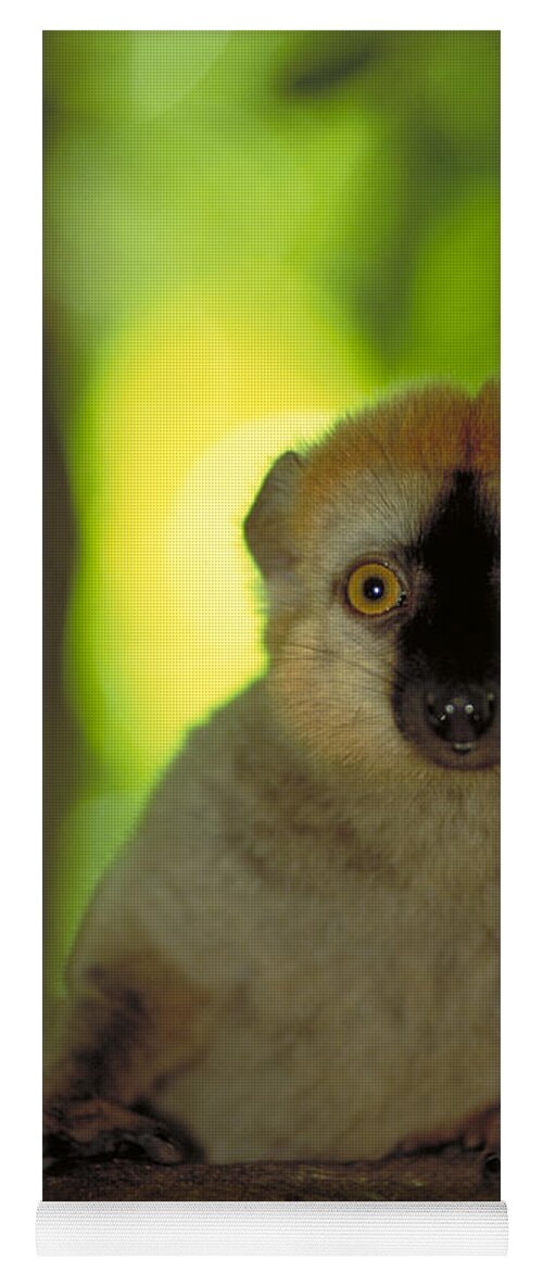 Vertical Yoga Mat featuring the photograph Red Fronted Brown Lemur. Madagascar by Art Wolfe