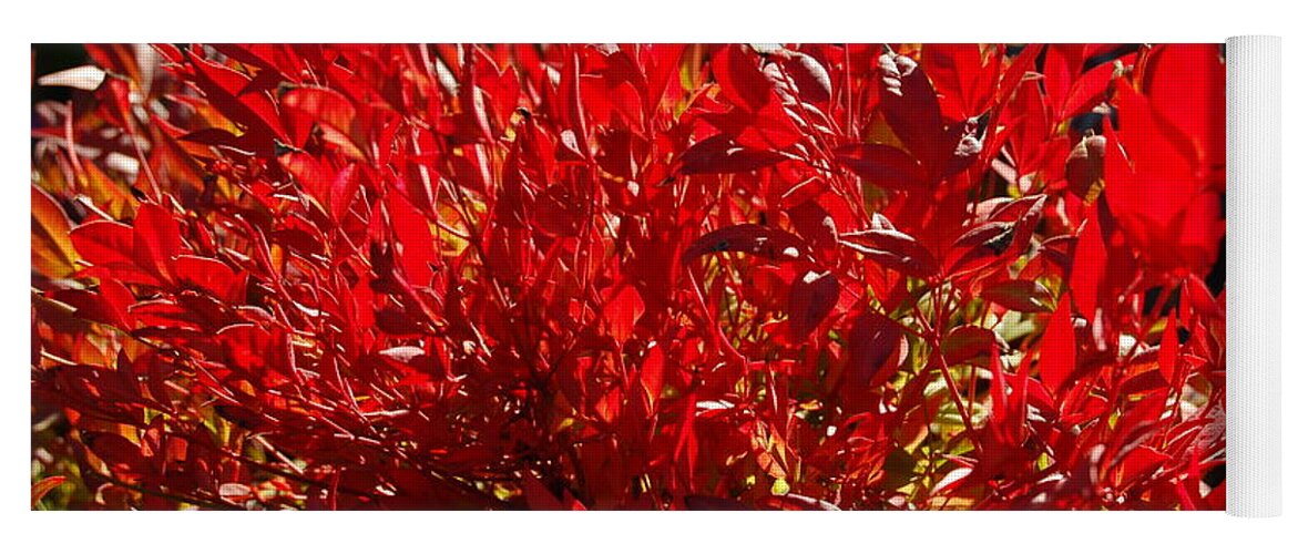 Linda Brody Yoga Mat featuring the photograph Red Leaves by Linda Brody