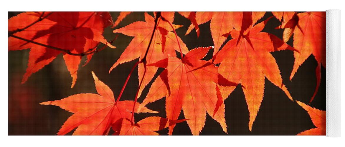 Japanese Maple Tree Yoga Mat featuring the photograph Japanese Maple Leaves in Fall by Valerie Collins