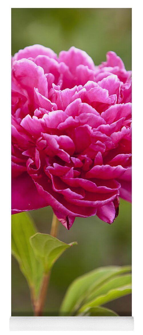 Red Yoga Mat featuring the photograph Red Peony by Brian Jannsen