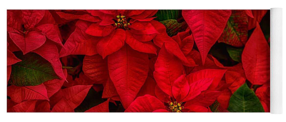Red Poinsettia Yoga Mat featuring the photograph Red Poinsettia Christmas Star HDR by Iris Richardson