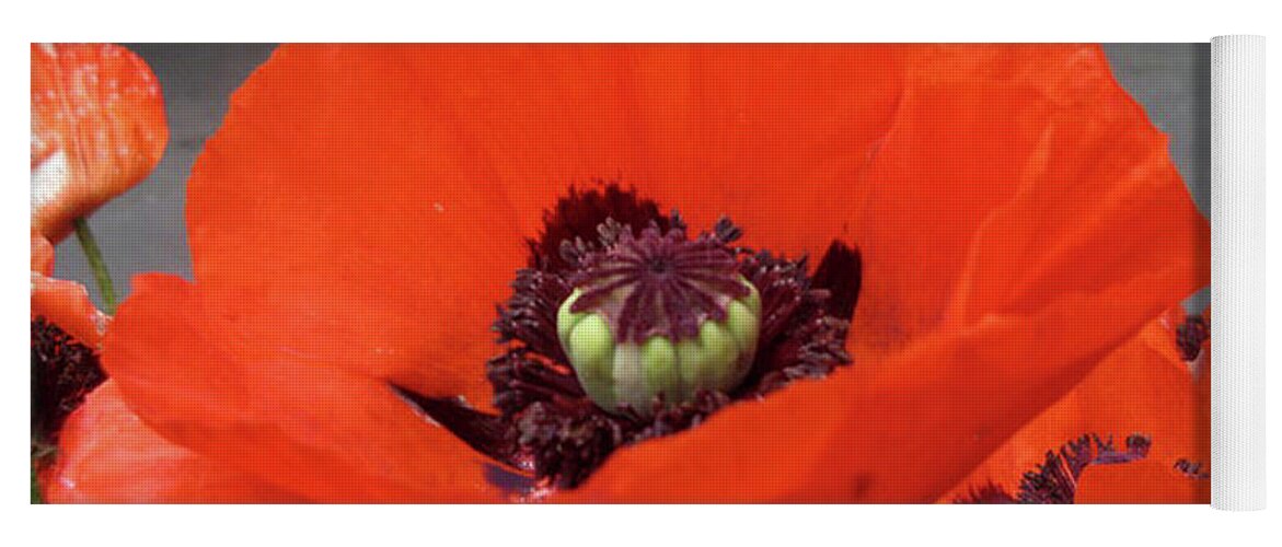 Red Poppy Yoga Mat featuring the photograph Red Poppy by Barbara A Griffin