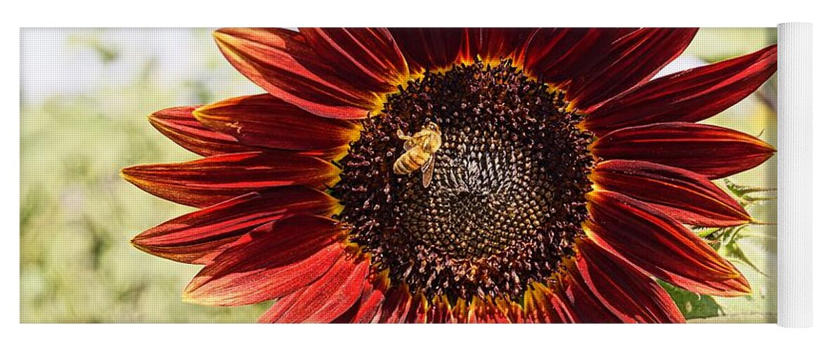 Agriculture Yoga Mat featuring the photograph Red Sunflower and Bee by Kerri Mortenson