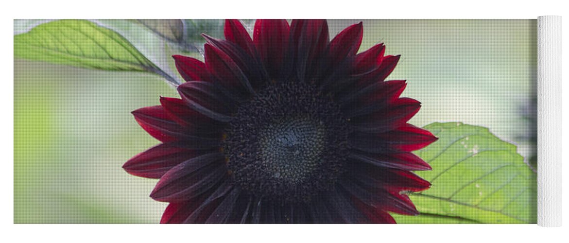 Dakota Yoga Mat featuring the photograph Red Sunflower by Greni Graph