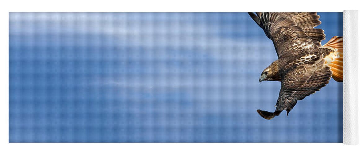 Redtail Hawk Yoga Mat featuring the photograph Red Tailed Hawk Soaring by Bill Wakeley