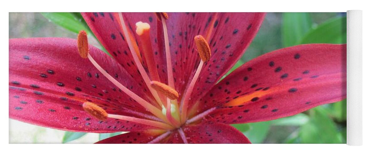 Red Lily Yoga Mat featuring the photograph Red Tiger Lily Close-Up 6 by Doug Morgan