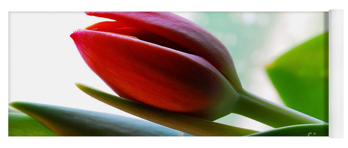 Tulip Yoga Mat featuring the photograph Red Tulip II Day 1 by Nancy Mueller