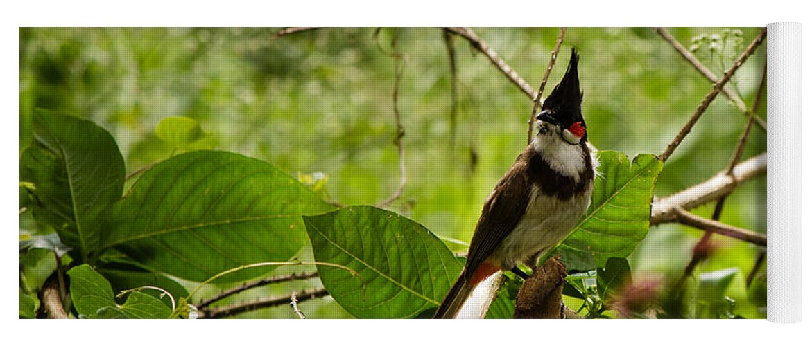 Pycnonotus Jocosus Yoga Mat featuring the photograph Red-whiskered Bulbul by SAURAVphoto Online Store