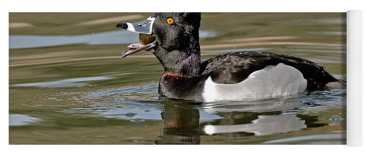 Ring-necked Duck Yoga Mat featuring the photograph Ring-necked Duck Swallowing Snail by Anthony Mercieca