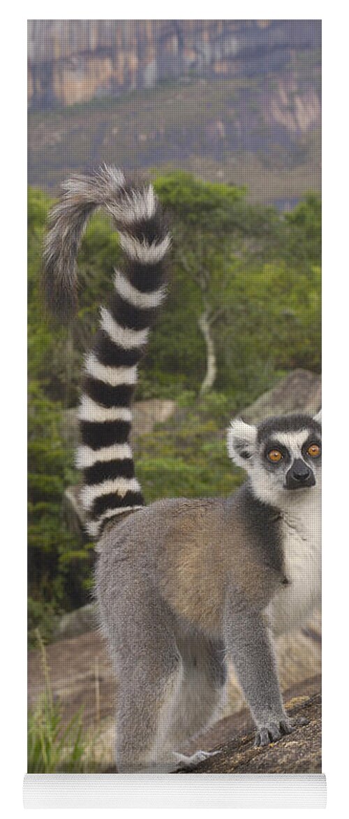 Feb0514 Yoga Mat featuring the photograph Ring-tailed Lemur On Rocks Madagascar by Pete Oxford