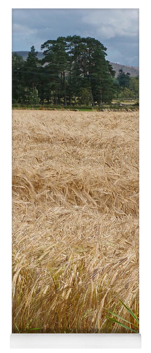 Barley Yoga Mat featuring the photograph Ripening Barley - Speyside by Phil Banks