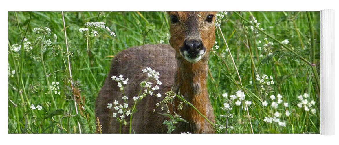 Roe Yoga Mat featuring the photograph Roe Doe in early Summer by Phil Banks