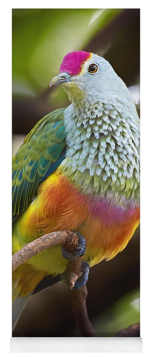 Martin Willis Yoga Mat featuring the photograph Rose-crowned Fruit-dove Australia by Martin Willis