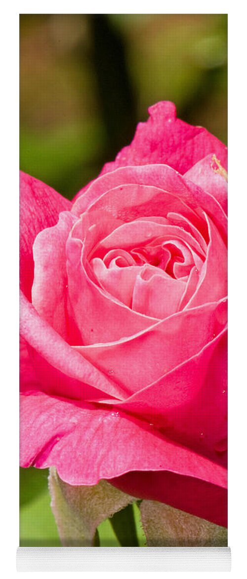 Plant Yoga Mat featuring the photograph Rose Flower by Millard H. Sharp
