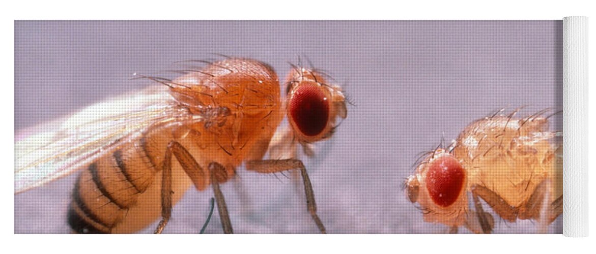 Animal Yoga Mat featuring the photograph Rosy-eyed Fruit Fly by Robert Noonan