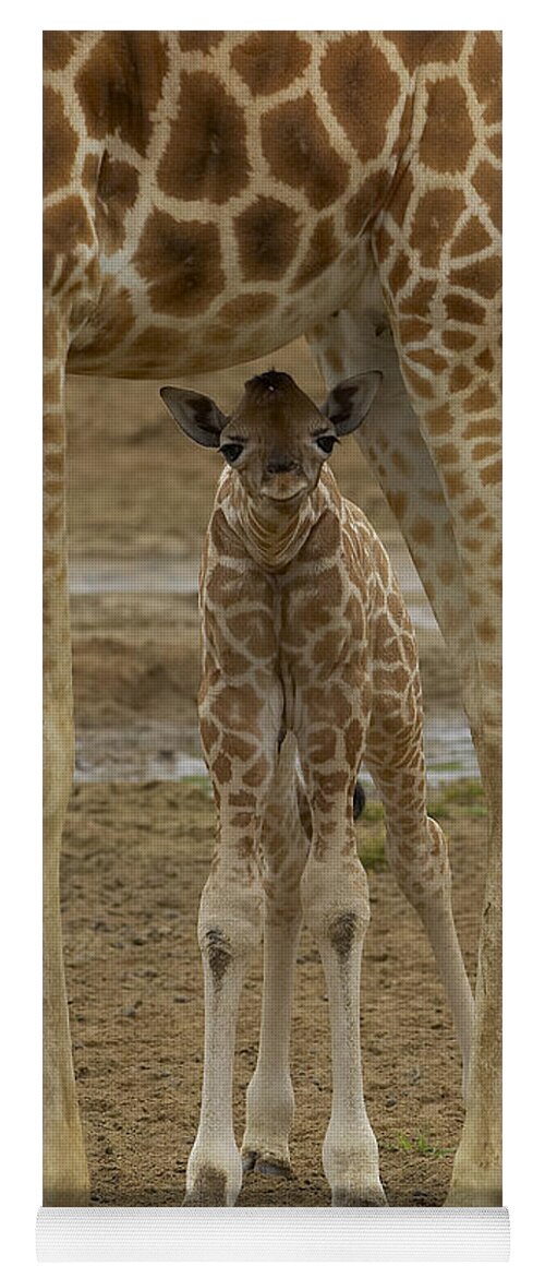 Feb0514 Yoga Mat featuring the photograph Rothschild Giraffe Calf Hiding by San Diego Zoo